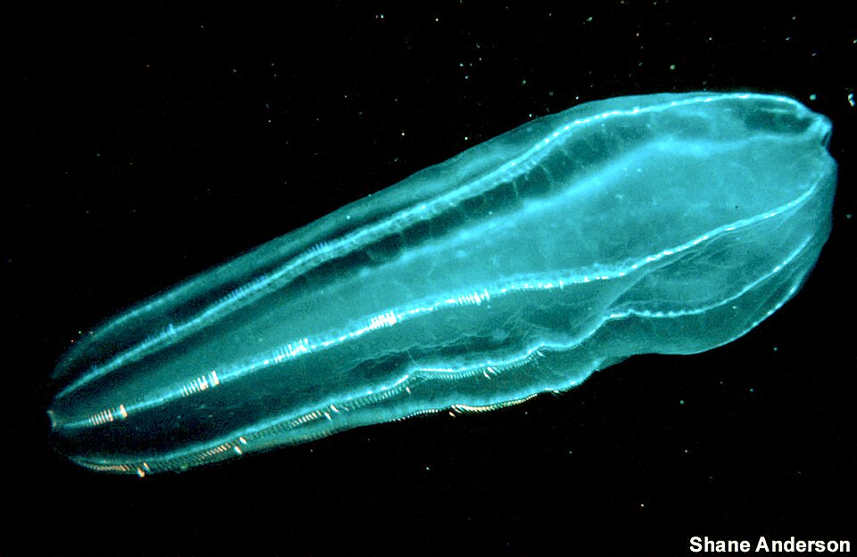 Beroidae