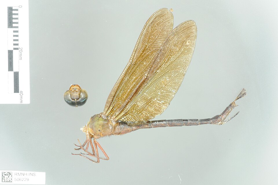 Gynacantha africana