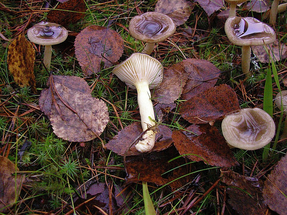 Hygrophorus hypothejus