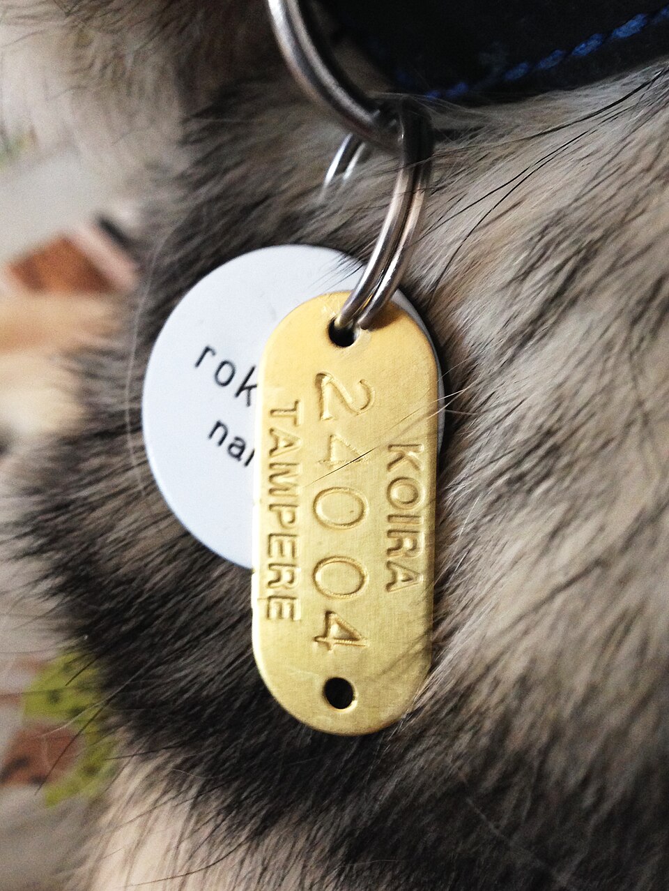 dog licence