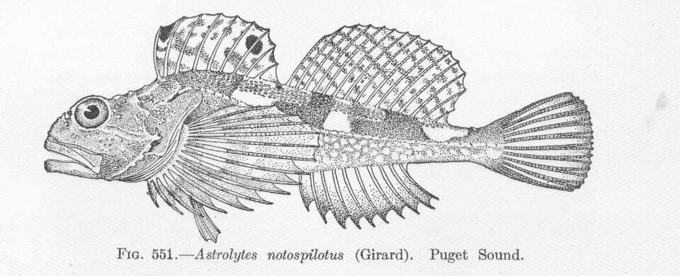 Artedius notospilotus