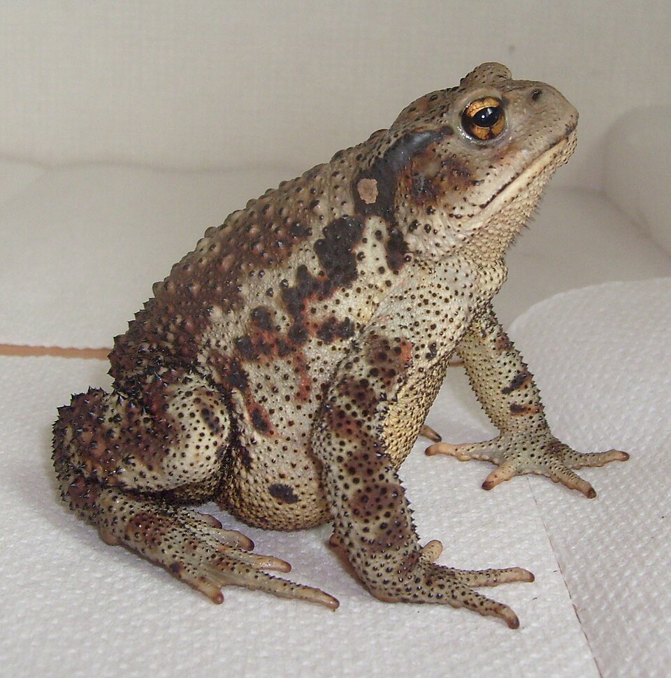 Asiatic toad