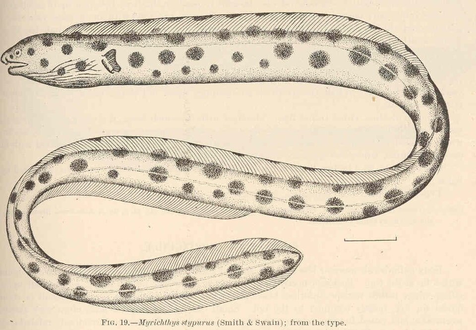 Myrichthys magnificus