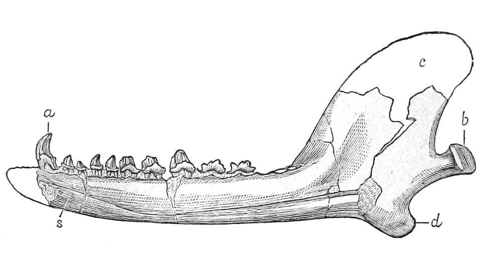 Docodon