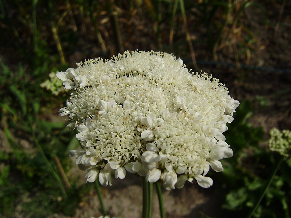 Oenanthe peucedanifolia