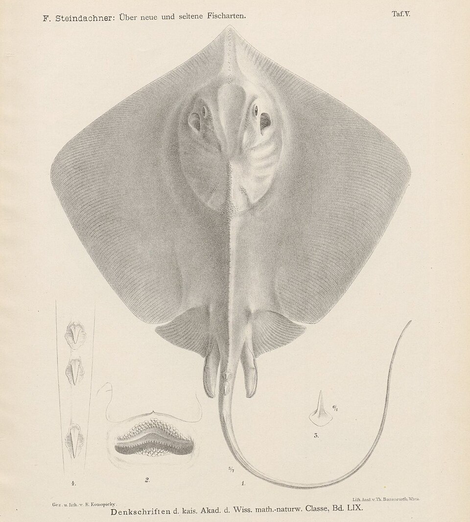 Blackish stingray