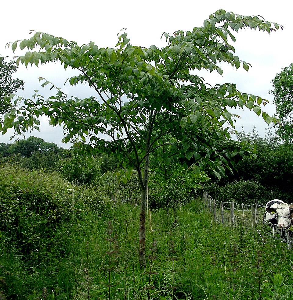 Ulmus davidiana