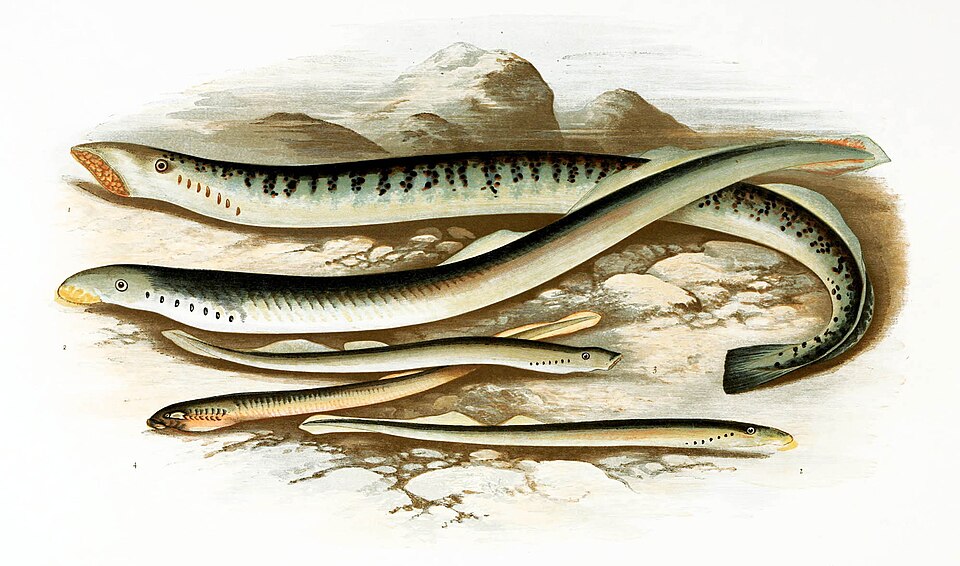 Petromyzontidae