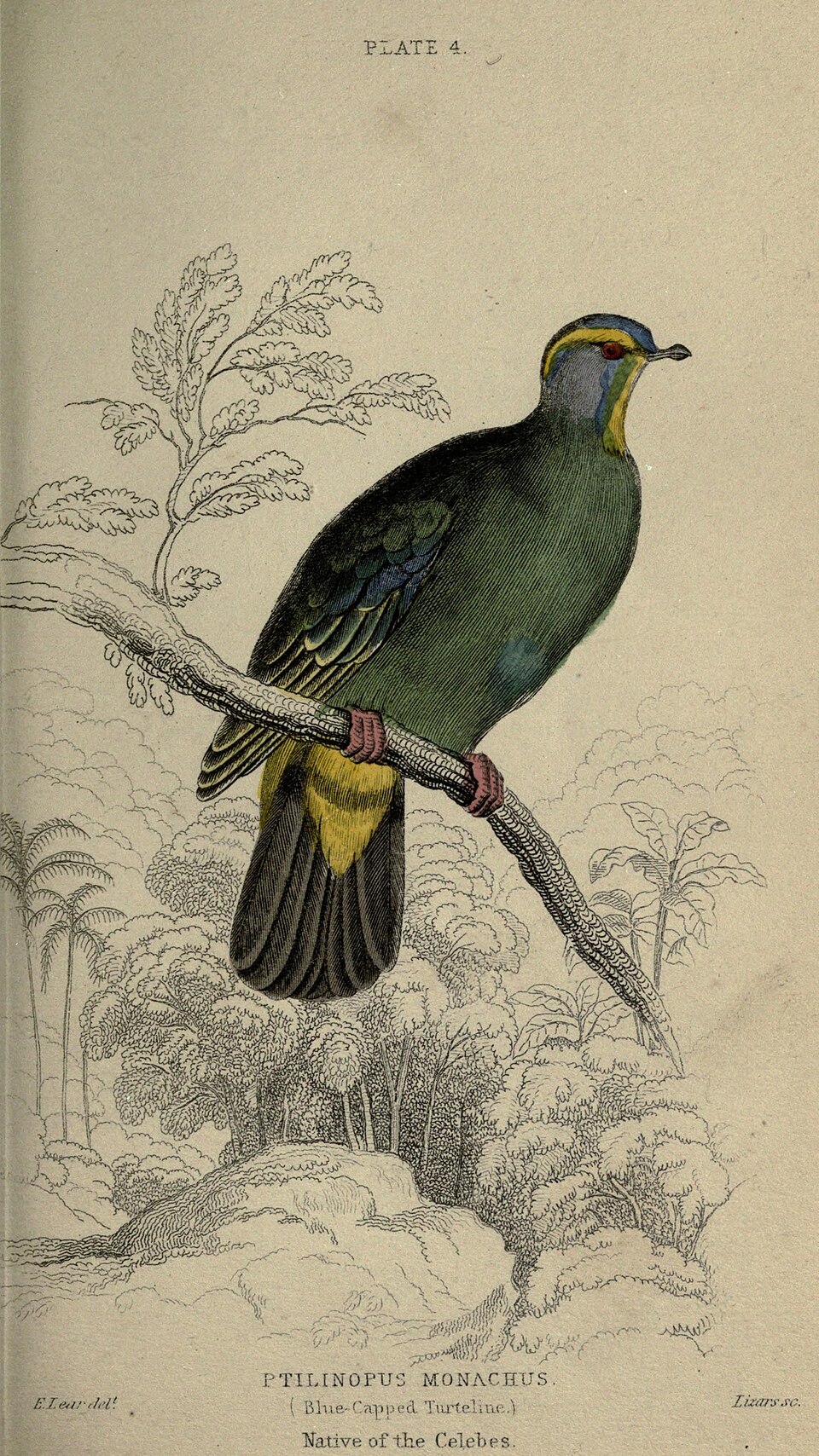 Blue-capped Fruit Dove