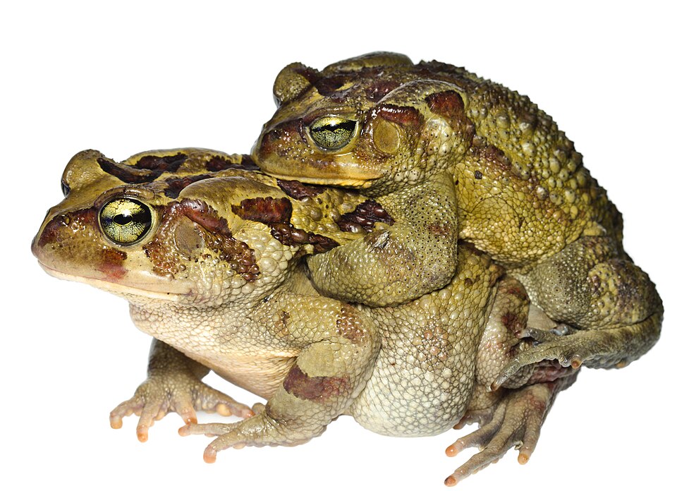 Eastern leopard toad