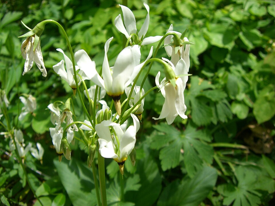 Dodecatheon meadia