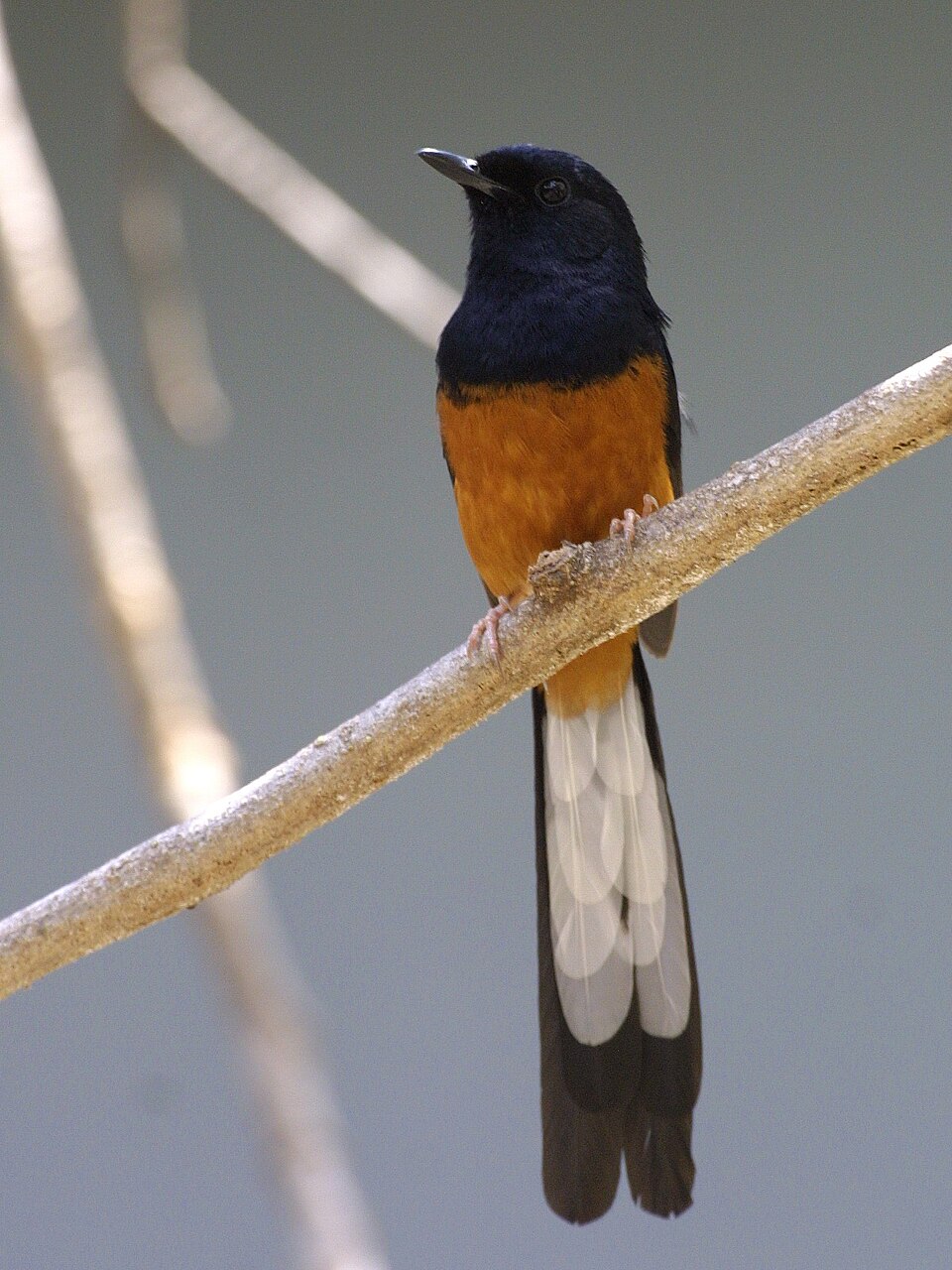 Copsychus