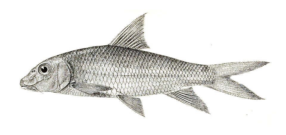 Curmuca Barb