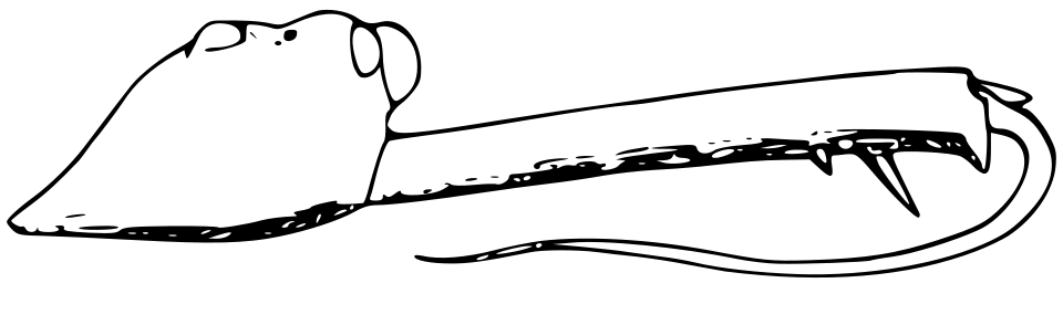 Bathippus