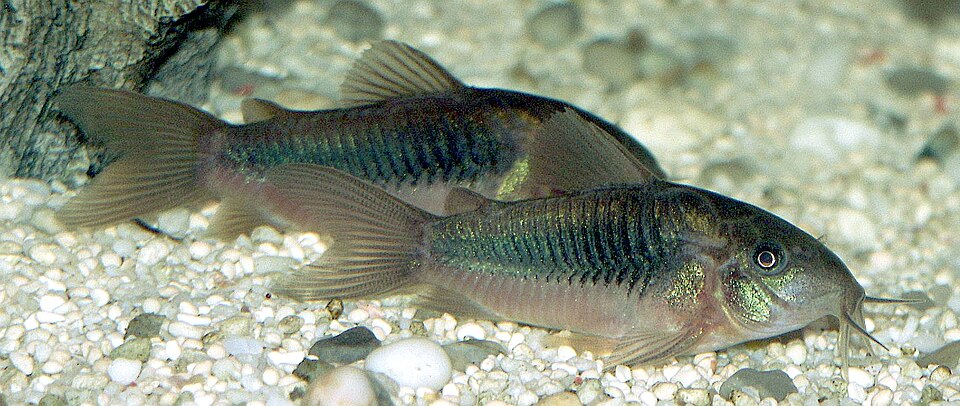 bronze corydoras