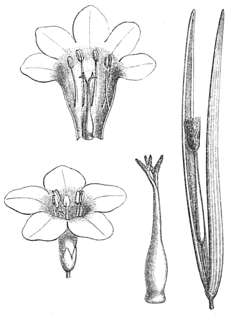 Plocospermataceae