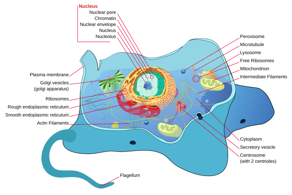 cytoplasm