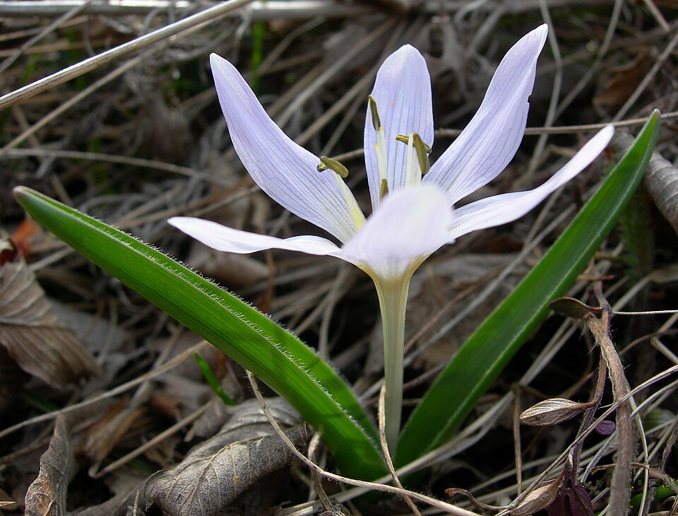 Colchicum hungaricum