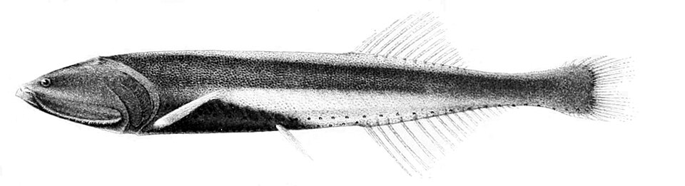 Cyclothone pallida