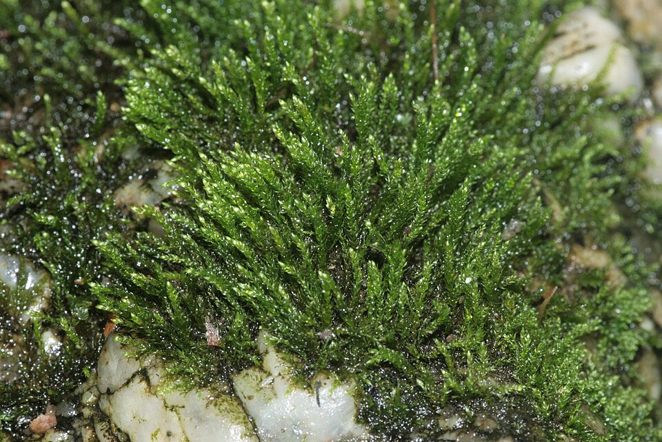 Hygroamblystegium