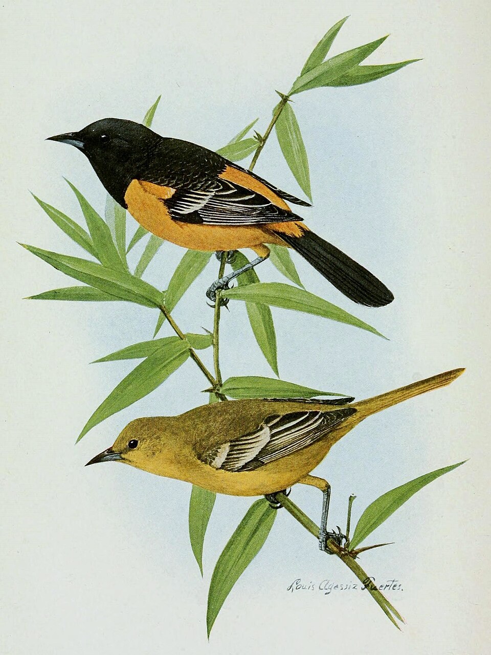 Icterus fuertesi