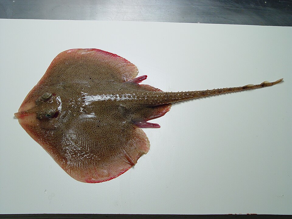 Leucoraja lentiginosa