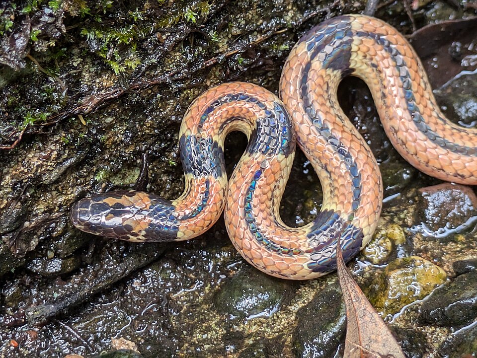 Sinomicrurus japonicus