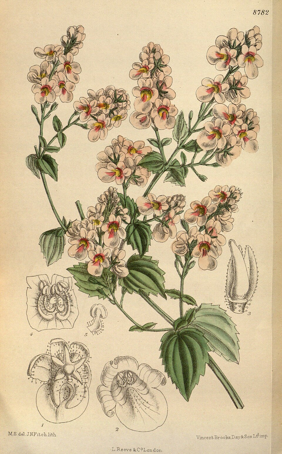 Diascia