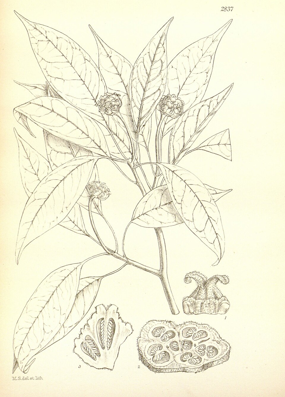 Altingia