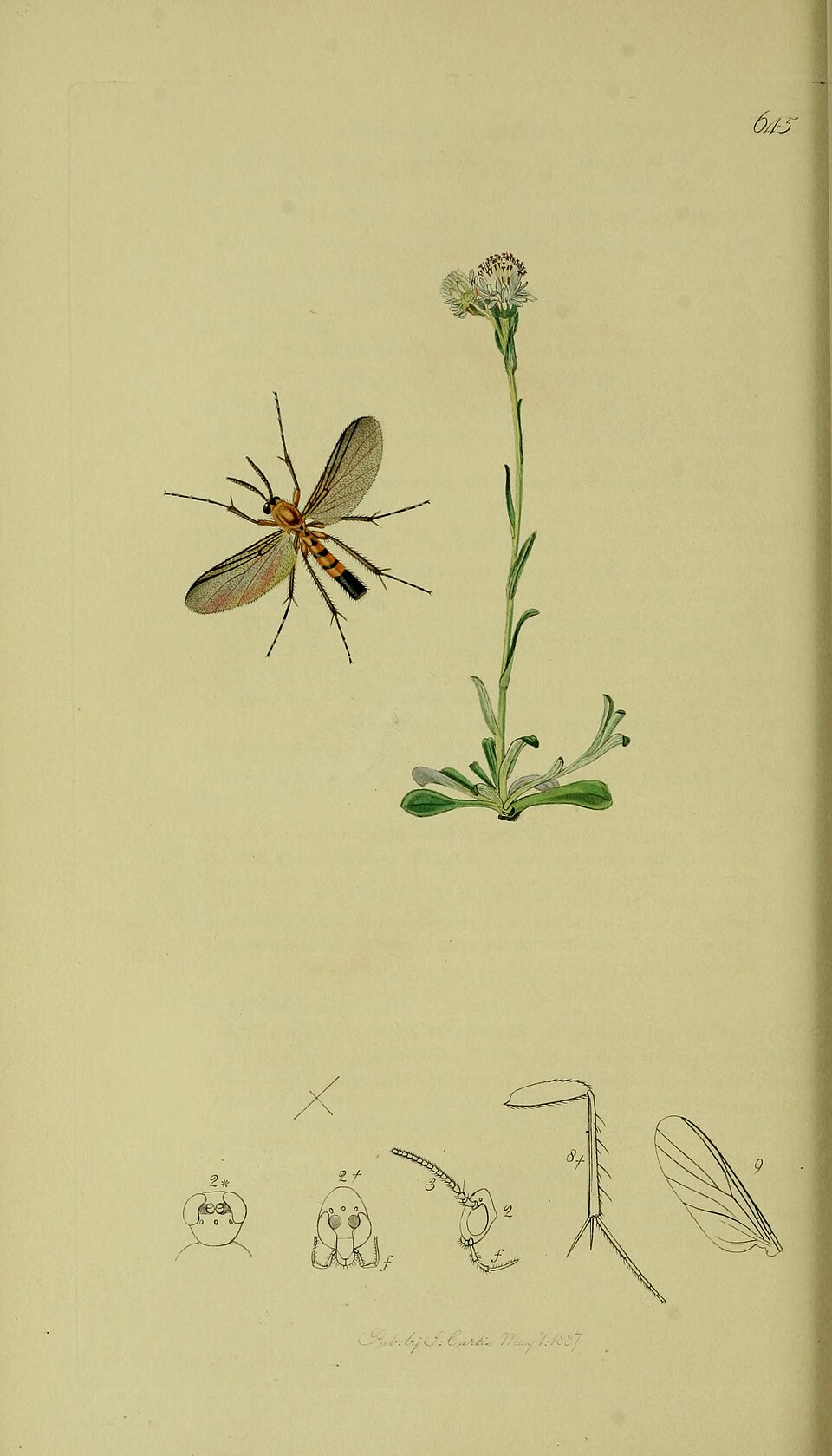 Allocotocera