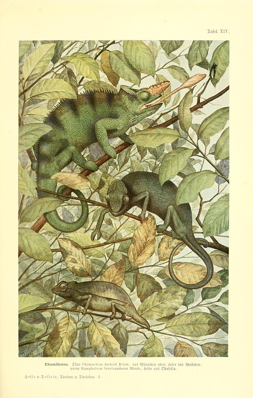 Fischer's Chameleon