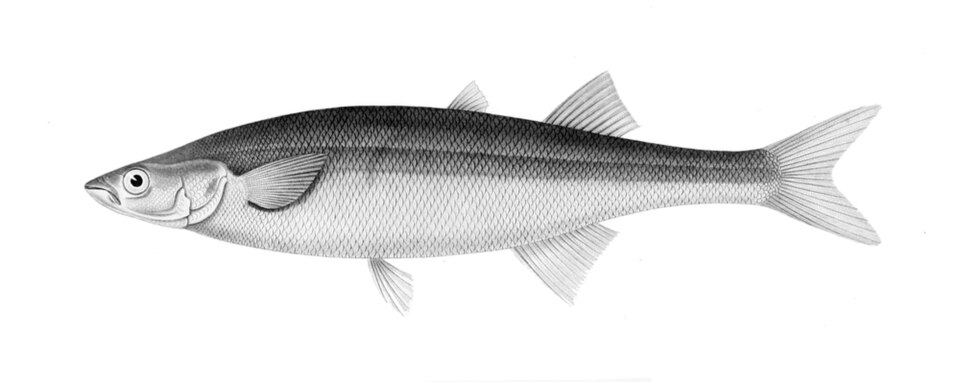 Basilichthys