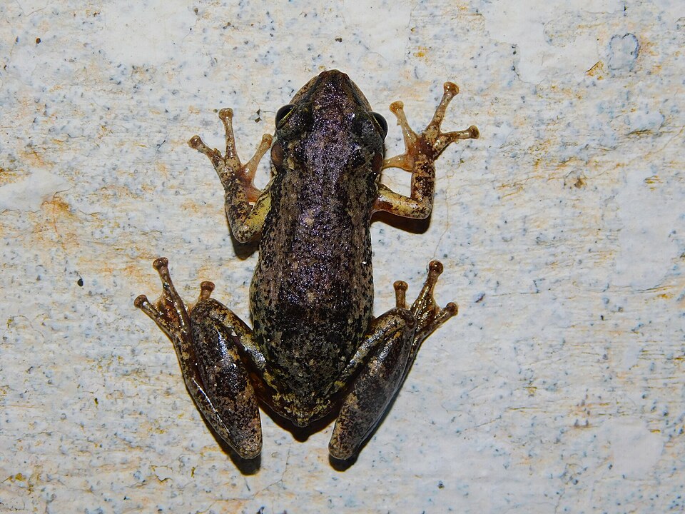 Scinax nasicus