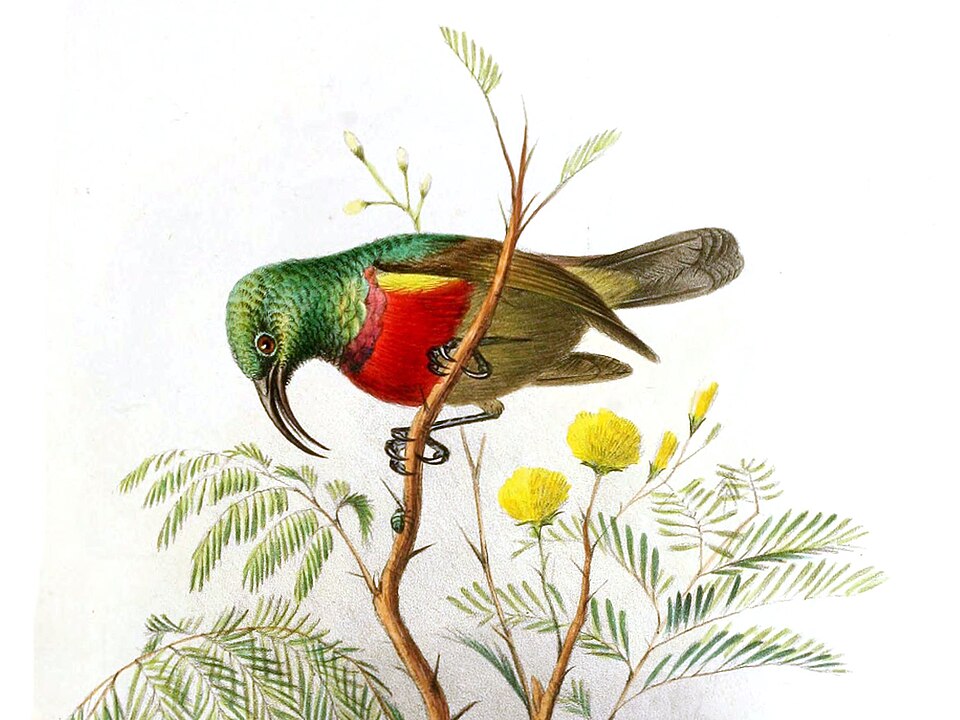 Cinnyris fuelleborni