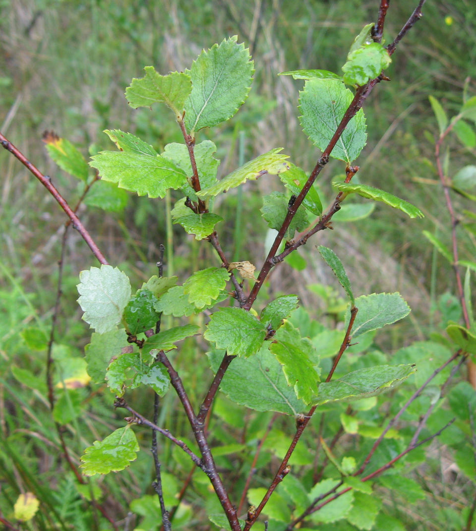 Betula pumila