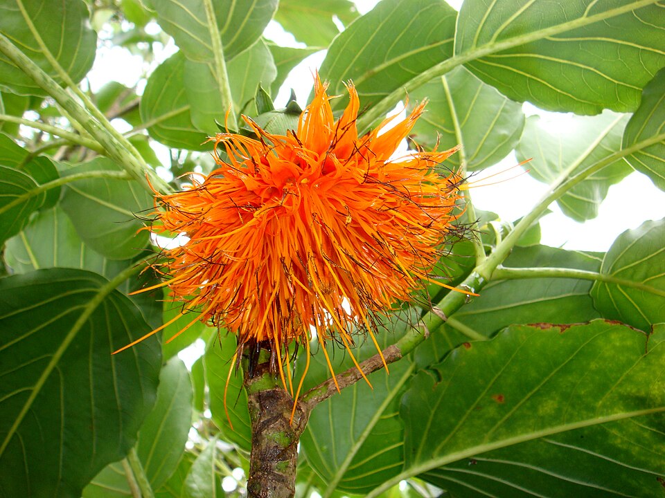 Fitchia