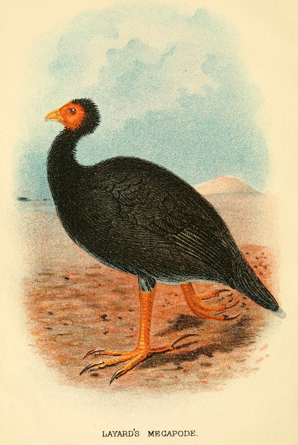 Vanuatu Megapode