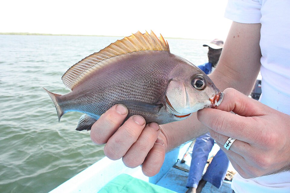 Plectorhinchus mediterraneus