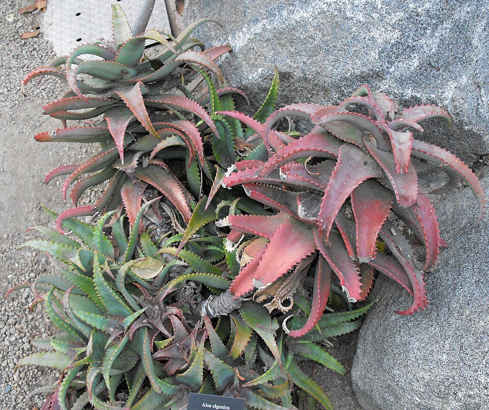 Aloe elgonica