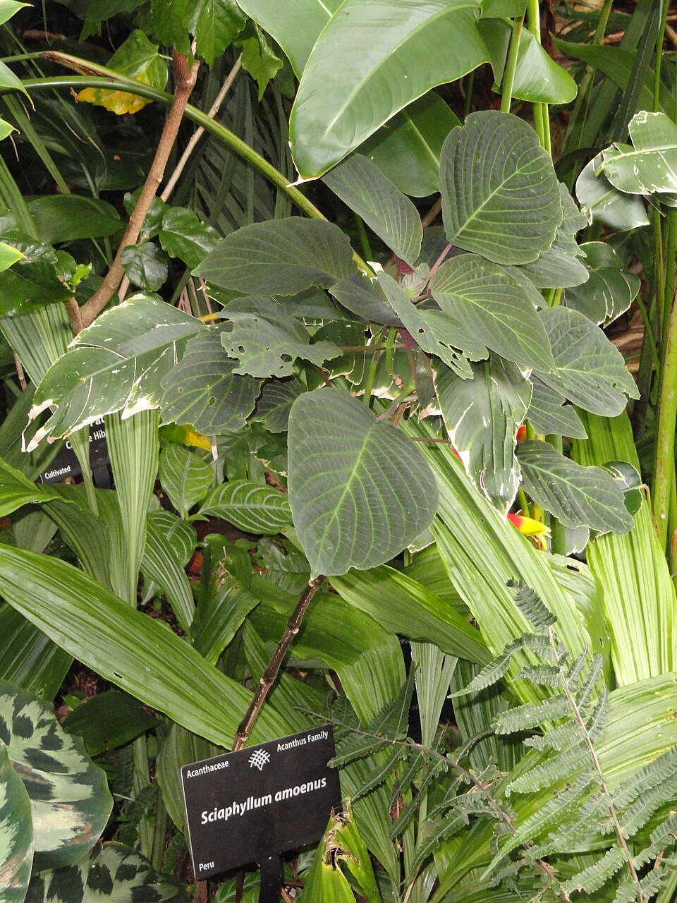 Streblacanthus