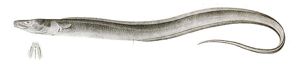 Uroconger