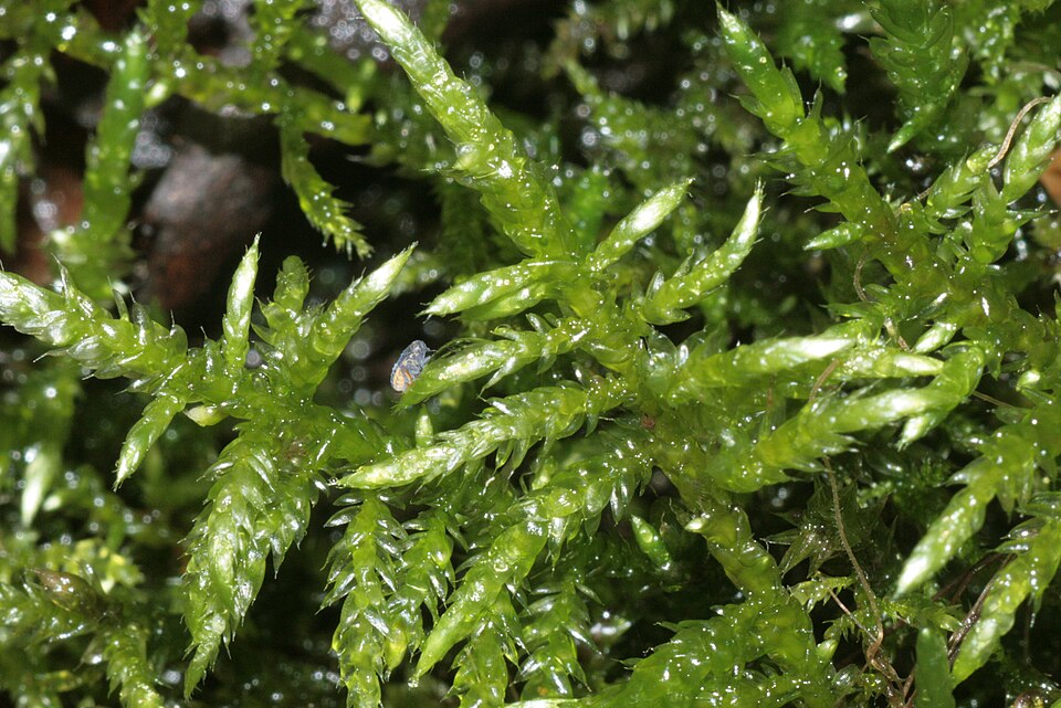 Cirriphyllum piliferum
