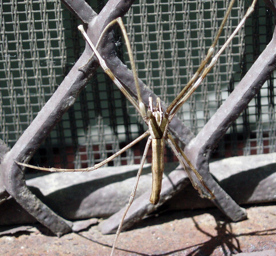 Deinopidae