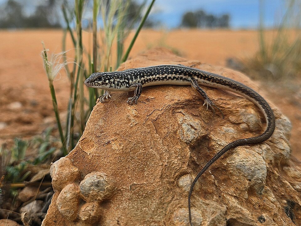 Ctenotus olympicus