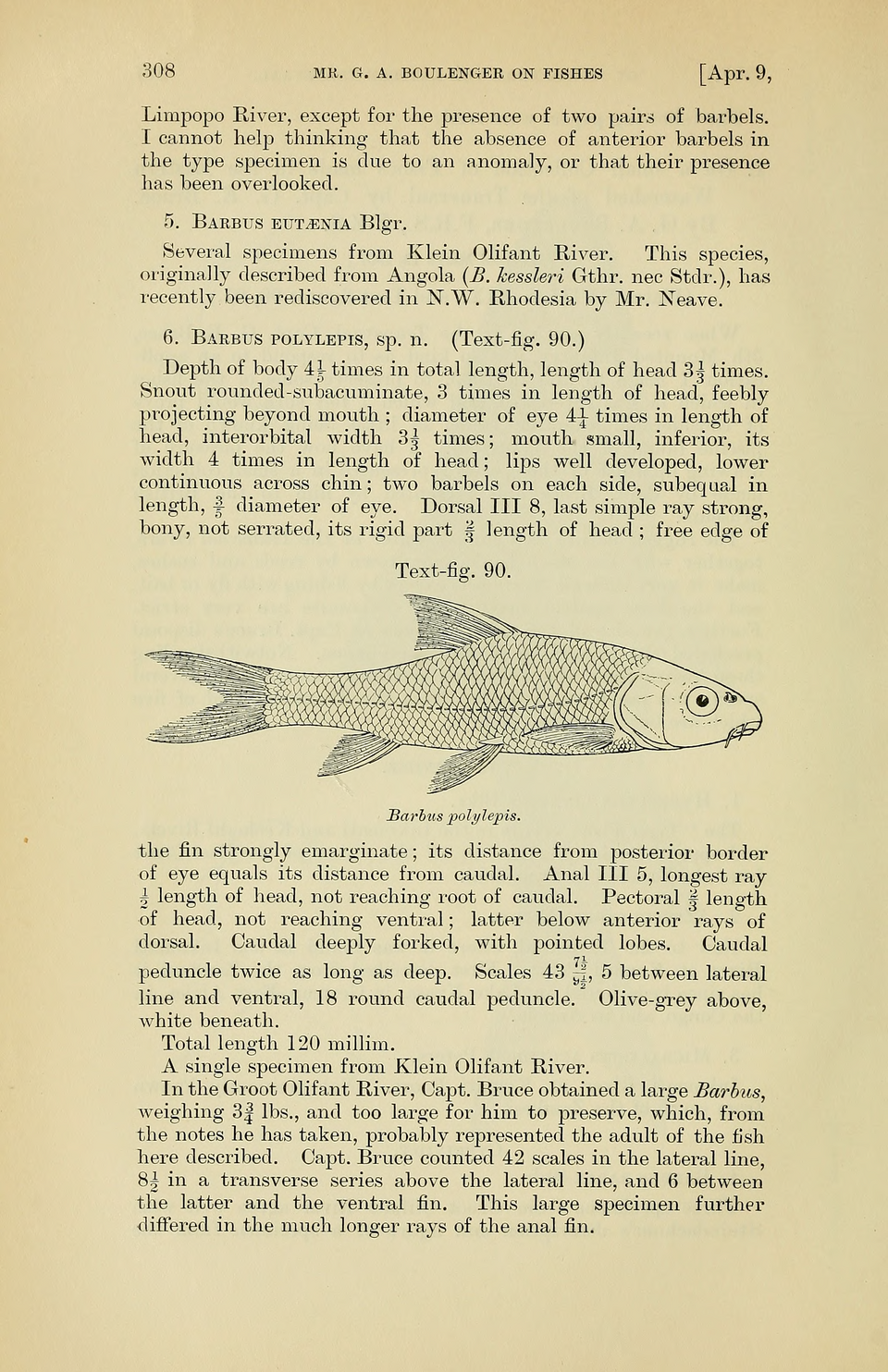 Smallscale Yellowfish