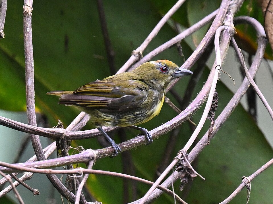 Yellow-breasted Flowerpecker