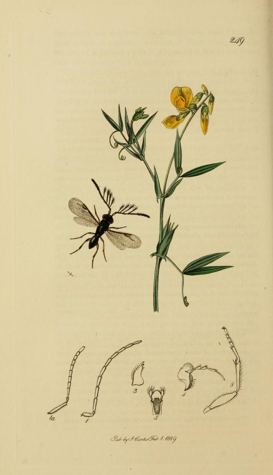 Ceraphronoidea
