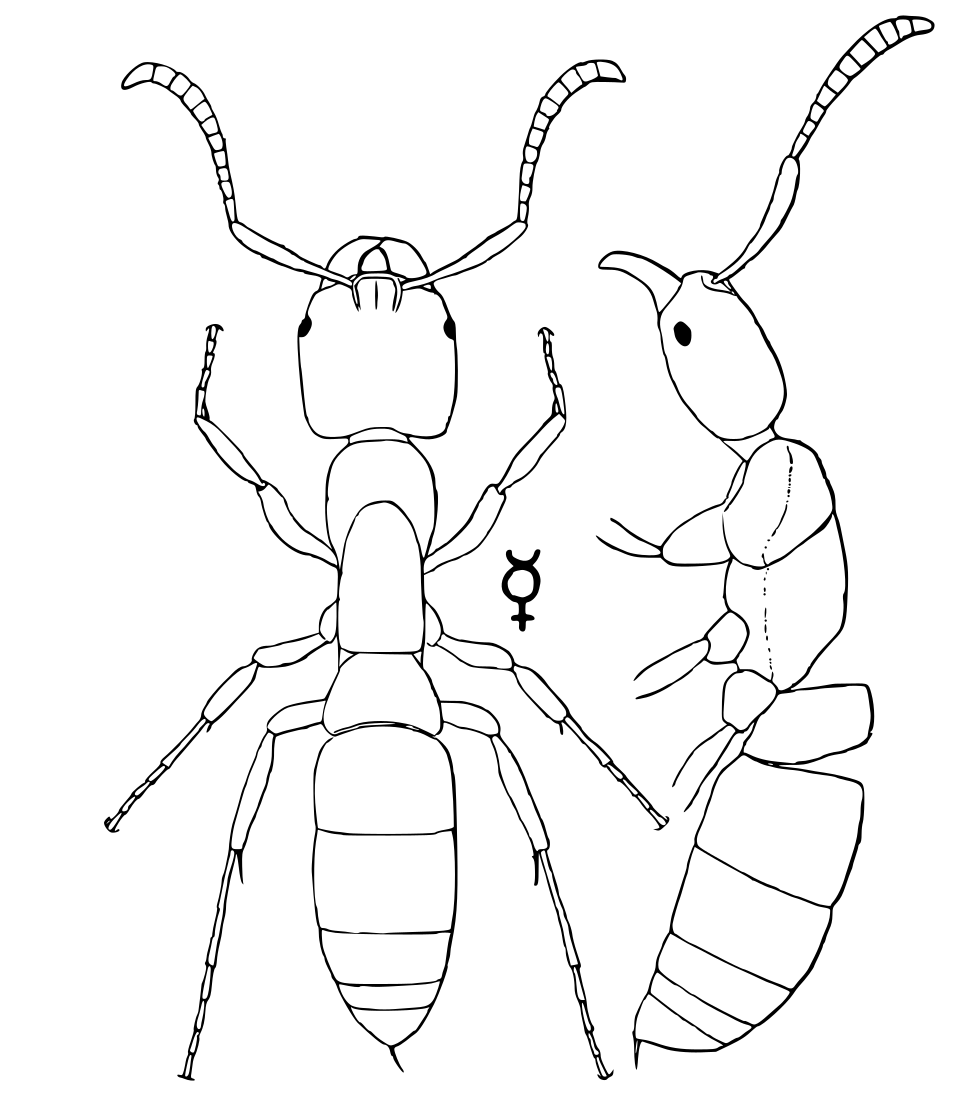 Pachycondyla