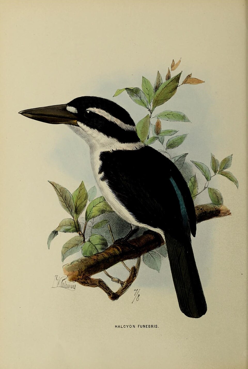 Sombre Kingfisher