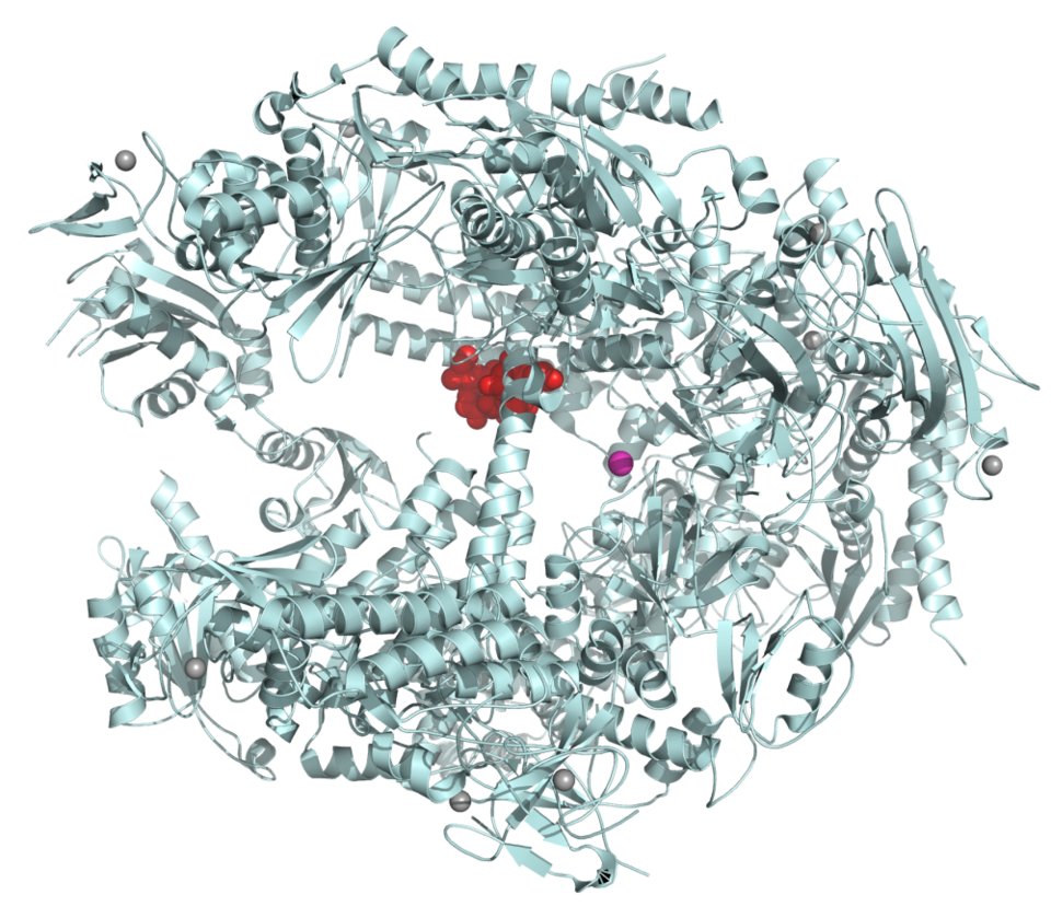 transferase